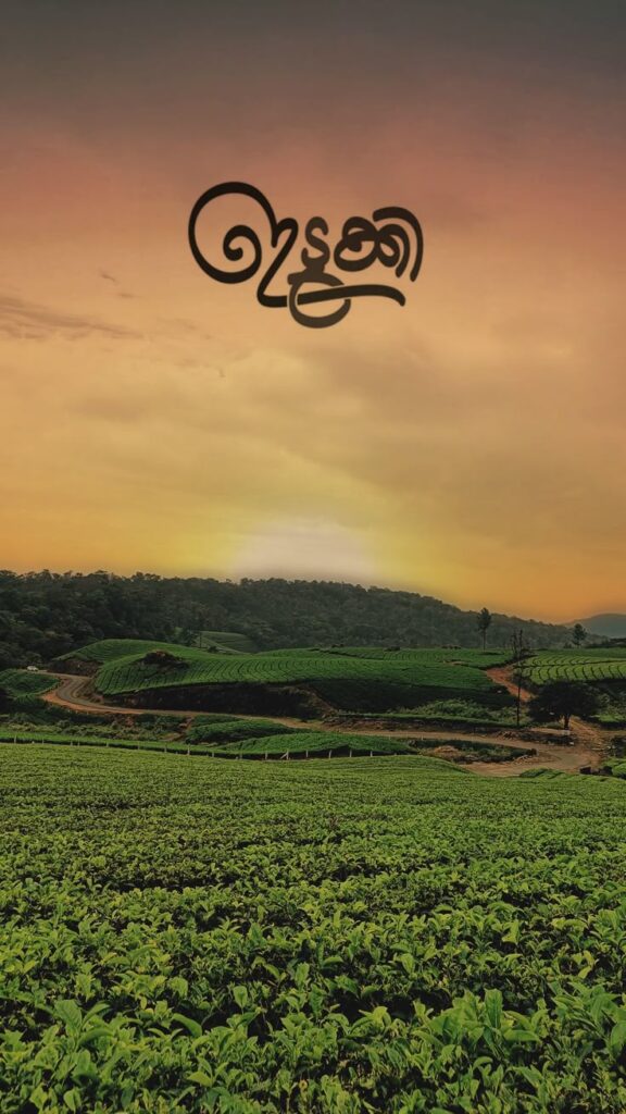 idukki 💚 letchmi estate 🌿 munnar 🍃 kerala