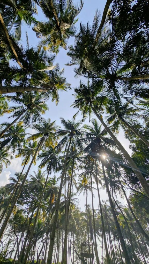 konkan diaries budget-friendly